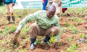 tree planting