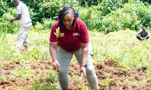 tree planting