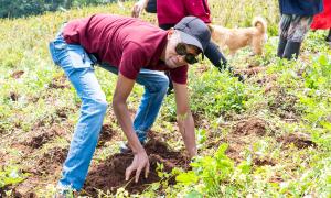 tree planting