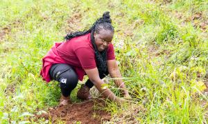 tree planting