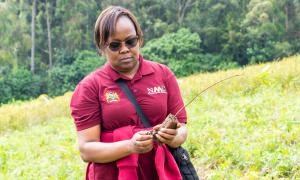 tree planting