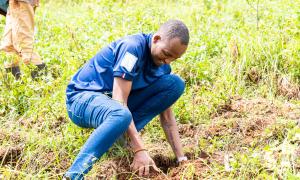 tree planting