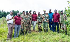 tree planting