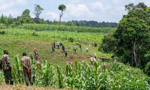 tree planting