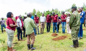 tree planting